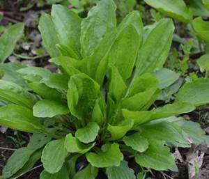 Plantain - The Lost Herbs