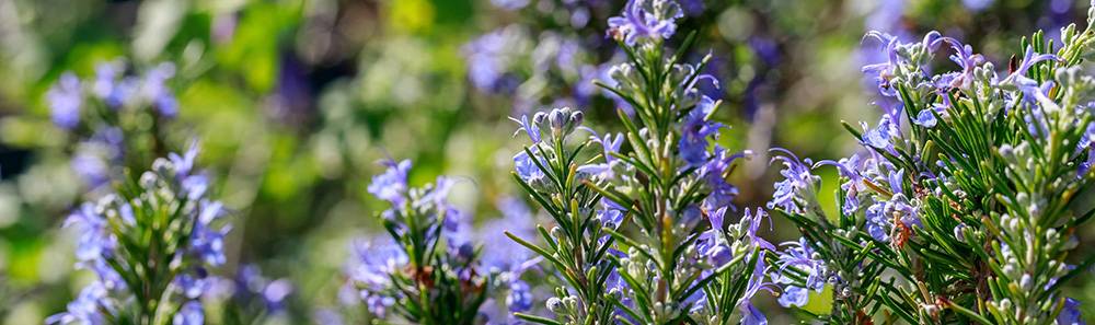 Rosemary for Hair Loss