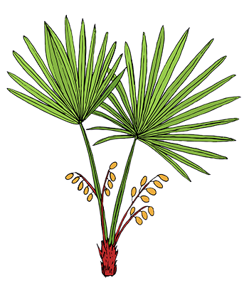 Saw Palmetto - Identification