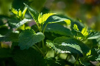 Soothing Medicinal Herbs for Deep Rest - Lemon Balm