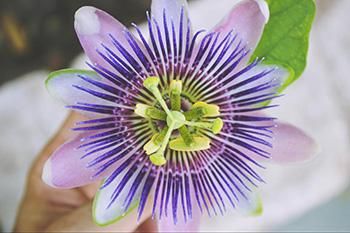 Soothing Medicinal Herbs for Deep Rest - Passionflower