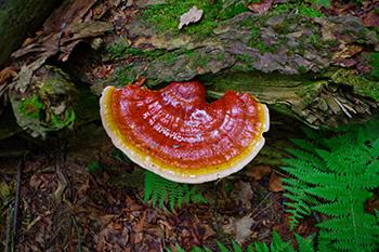 Soothing Medicinal Herbs for Deep Rest - Reishi