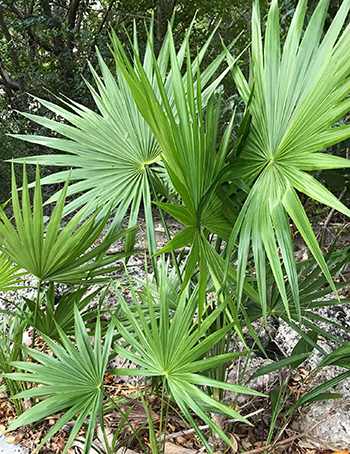 Saw Palmetto - The Lost Herbs