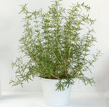 Use This Recipe if Youre Losing Hair - Rosemary pot