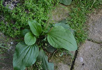 Where Plantain is Growing