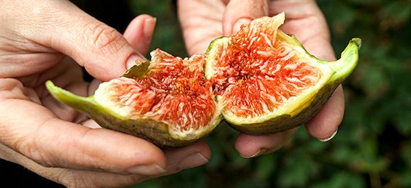 Why You Should Add Figs to Your Daily Diet - Cover