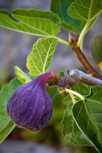 Why You Should Add Figs to Your Daily Diet - Nutrition Facts