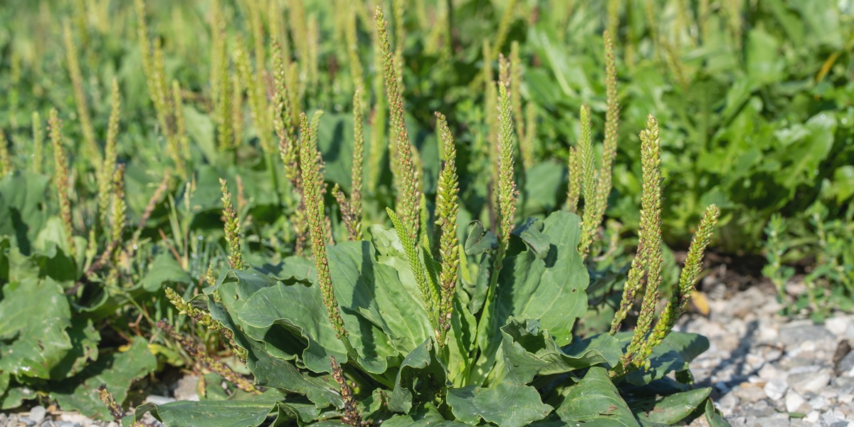 Pioneer plant on stony ground. Common known as weed, but has edible seeds. Broadleaf plantain (Plantago major) grows stony ground. under hard conditions. Common ruderal vegetation.