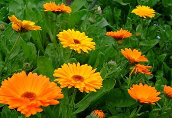 10 Medicinal Herbs to Plant in Early Spring - Calendula