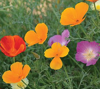10 Medicinal Herbs to Plant in Early Spring - California Poppy
