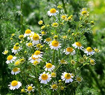 10 Medicinal Herbs to Plant in Early Spring - Chamomile