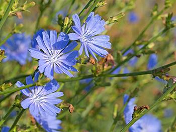 10 Medicinal Herbs to Plant in Early Spring - Chicory