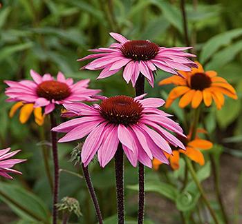 10 Medicinal Herbs to Plant in Early Spring - Echinacea