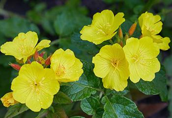 10 Medicinal Herbs to Plant in Early Spring - Evening Primrose