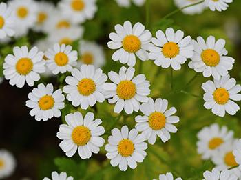 10 Medicinal Herbs to Plant in Early Spring - Feverfew