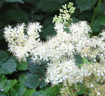 10 Medicinal Herbs to Plant in Early Spring - Meadowsweet