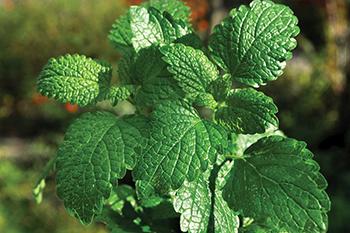 10 Medicinal Herbs to Plant in Early Spring - Peppermint