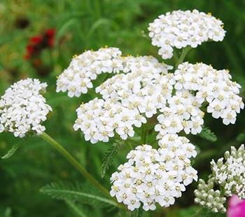 10 Medicinal Herbs to Plant in Early Spring - Yarrow