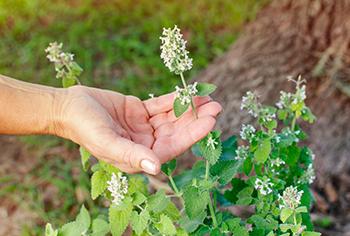 12 Stomach Soothing Herbs - Catnip