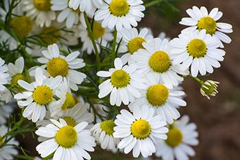 12 Stomach Soothing Herbs - Chamomile