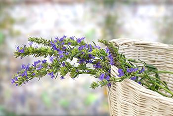 12 Stomach Soothing Herbs - Hyssop