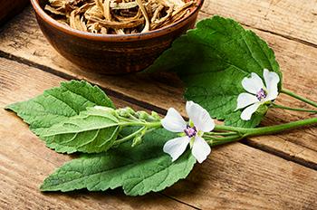 12 Stomach Soothing Herbs - Marshmallow