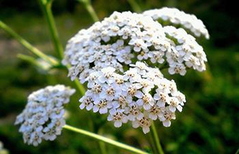 12 Stomach Soothing Herbs - Yarrow