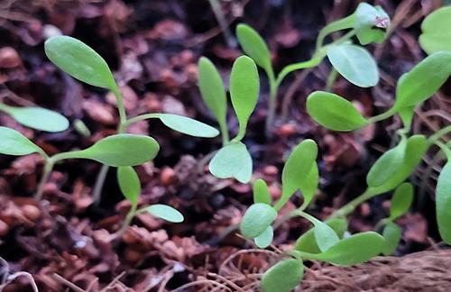 Curly Dock Microgreens - Step 4