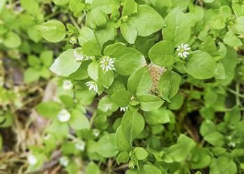 DIY Skin Soothing Bath for Rashes - Chickweed