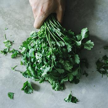 Foods and Herbs For Heavy Metal Detox - Cilantro