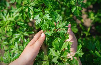 Foods and Herbs For Heavy Metal Detox - Parsley