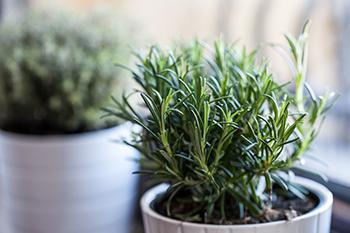 Foods and Herbs For Heavy Metal Detox - Rosemary