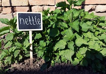 Growing Nettle