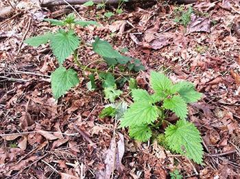 Growing Nettles