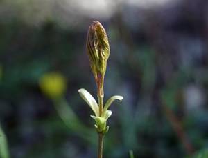 Slippery Elm - The Lost Herbs