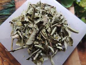 Yerba Santa - The Lost Herbs