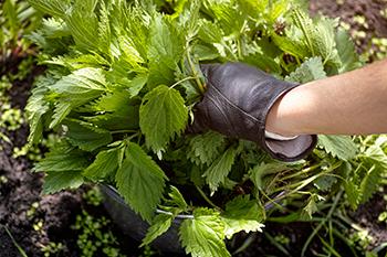 Harvesting Nettles