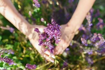 Herbs to Boost Oxytocin, the Happiness Hormone - Clary Sage