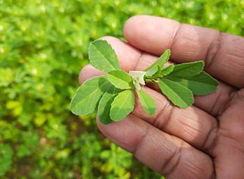 Herbs to Boost Oxytocin, the Happiness Hormone - Fenugreek