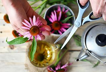 How To Quickly Cool Any Fever - Echinacea