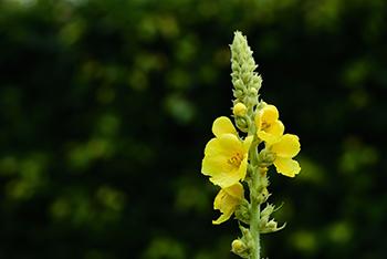 My Seven Favorite Herbs for the Allergy Season - Mullein