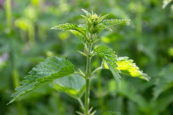 My Seven Favorite Herbs for the Allergy Season - Nettle