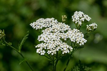 My Seven Favorite Herbs for the Allergy Season - Yarrow