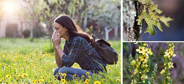 My Seven Favorite Herbs for the Allergy Season (and Asthma Too!)