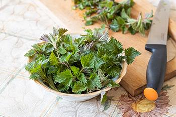 Nettle - Leaves