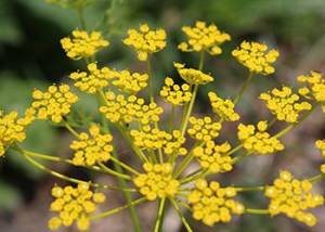 Patrinia scabiosifolia