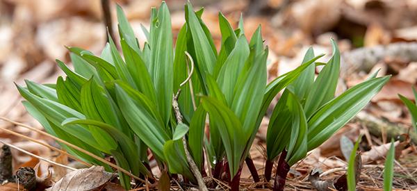 Ramps: The Most Delicious Signs of Spring