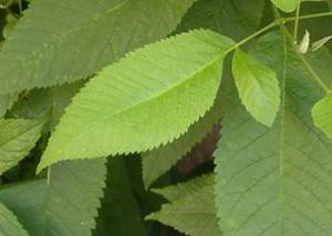 Slippery Elm