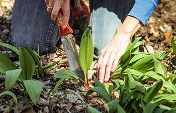 The Most Delicious Signs of Spring - Foraging Ramps
