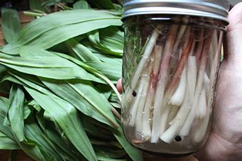 The Most Delicious Signs of Spring - Pickled Ramps